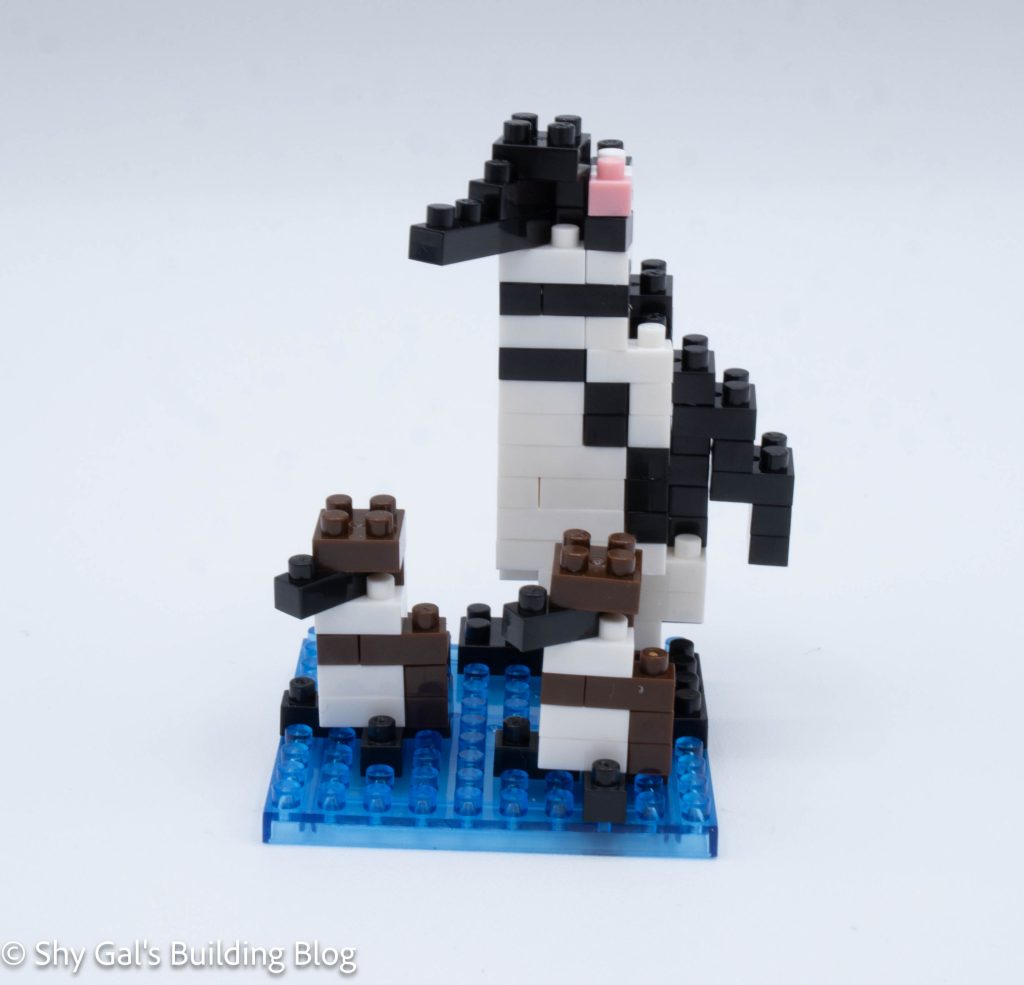 Magellanic Penguins build front view