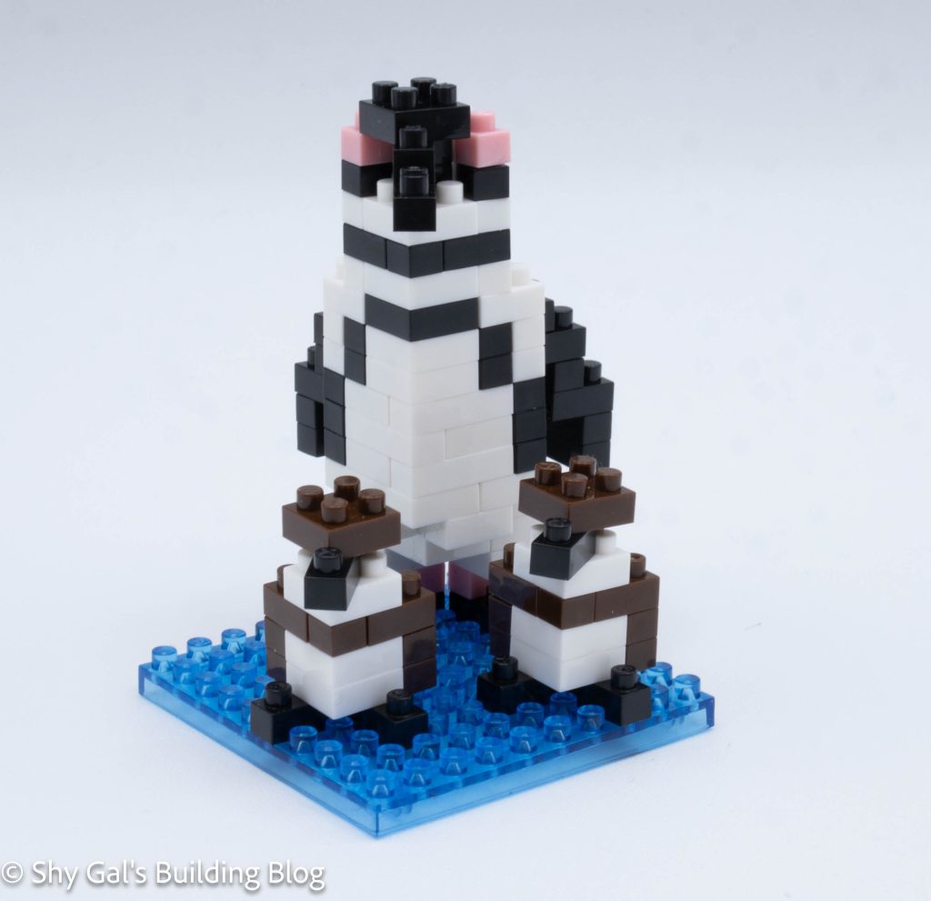 Magellanic Penguins build front 3/4 view
