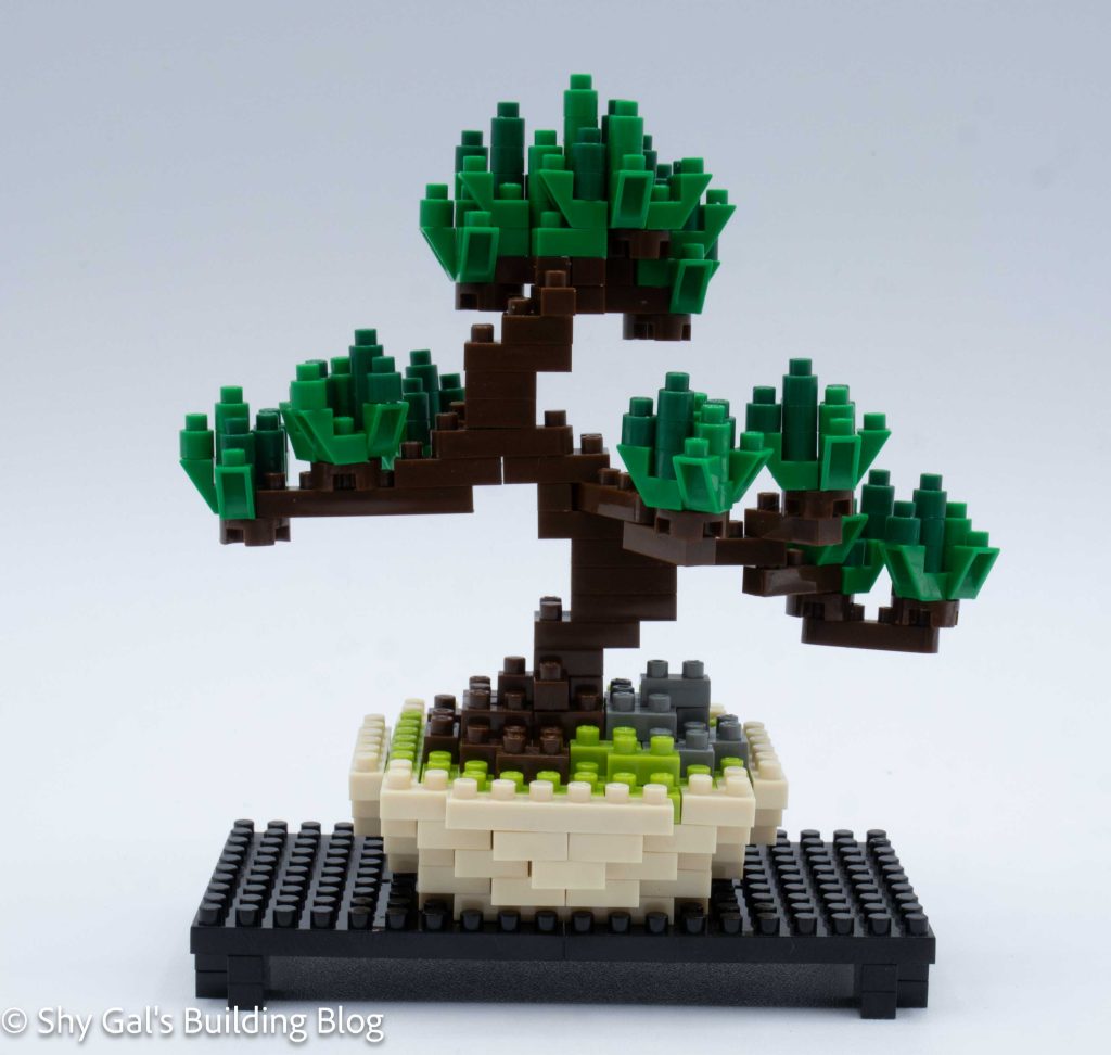 Pine Bonsai build front view