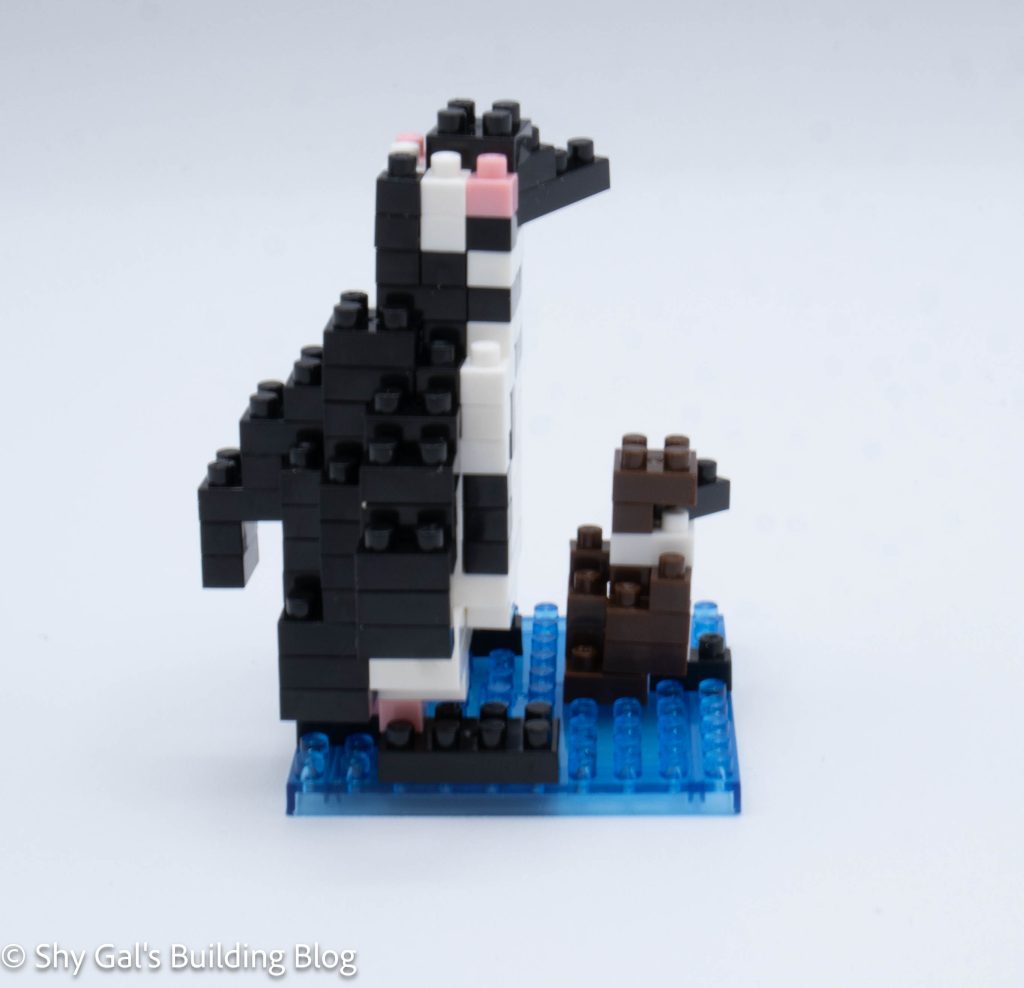 Magellanic Penguins build side view